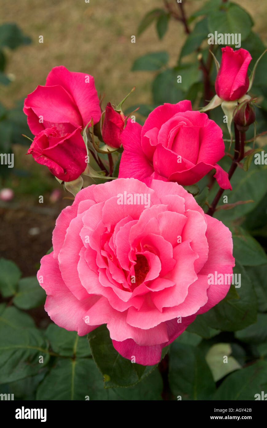 Le Rose in bloom varietà rosa seta Foto Stock