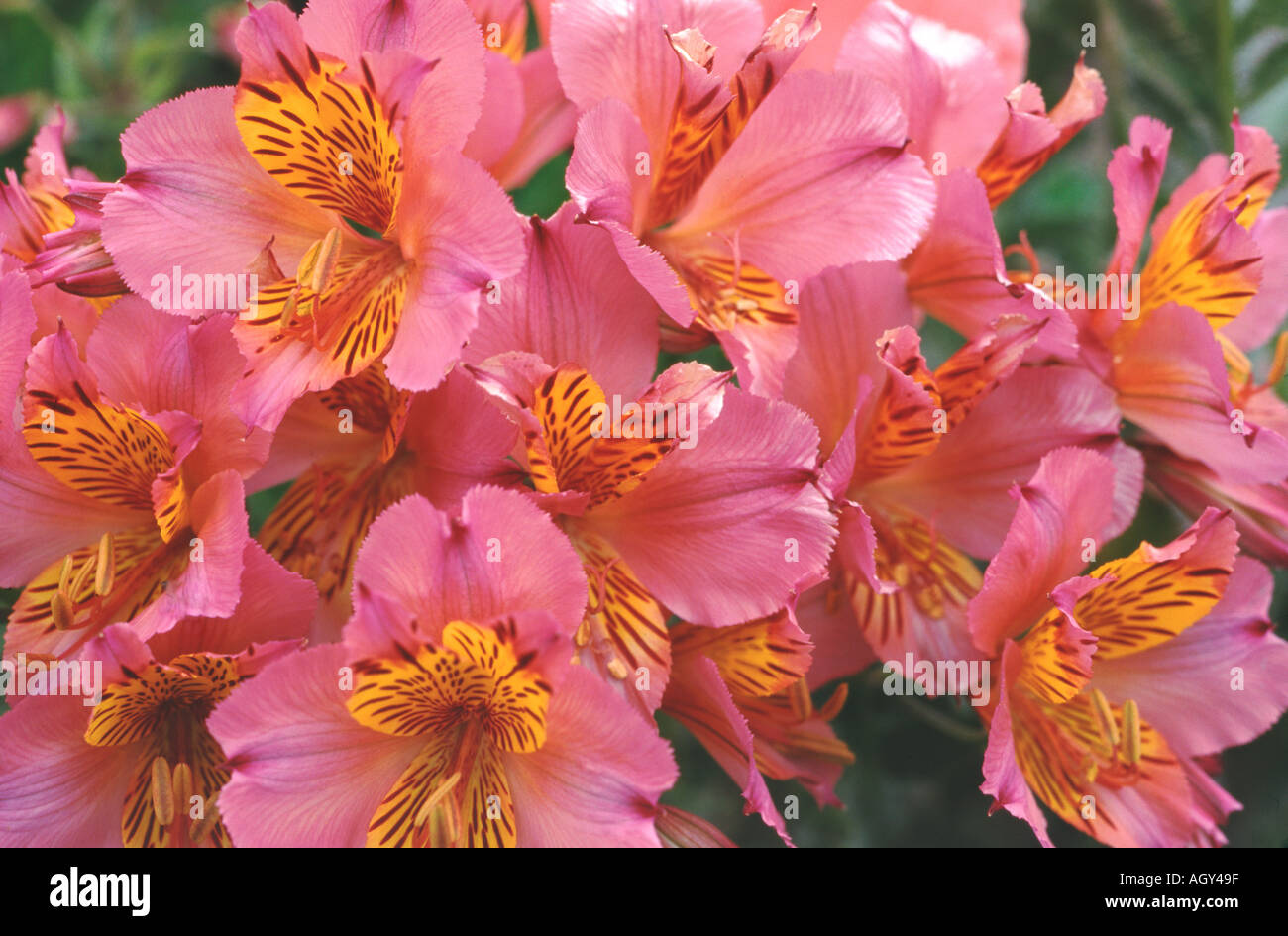 Alstroemeria angustifolia, nota anche come giglio peruviano Foto Stock