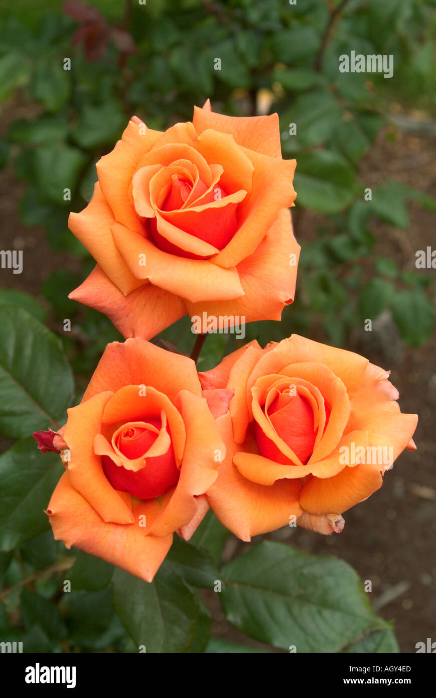 Le Rose in bloom varietà gemma di rame Foto stock - Alamy