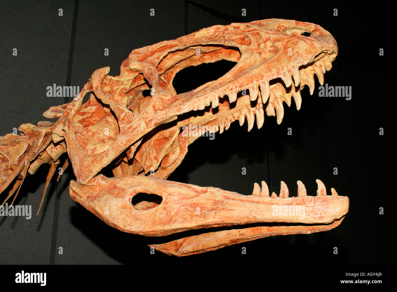 Replica dello scheletro del cranio di Sinraptor Dongi, Royal Tyrrell Museum, Drumheller, Alberta, Canada. Foto Stock