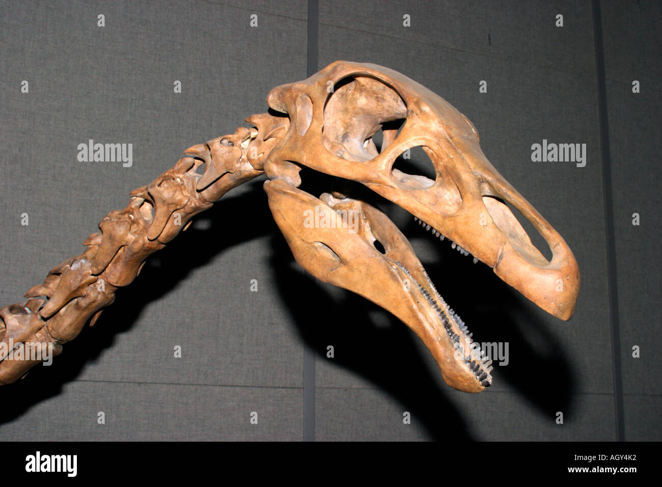 Replica dello scheletro del dinosauro Alkasaurus cranio, Royal Tyrrell Museum, Drumheller, Alberta, Canada. Foto Stock