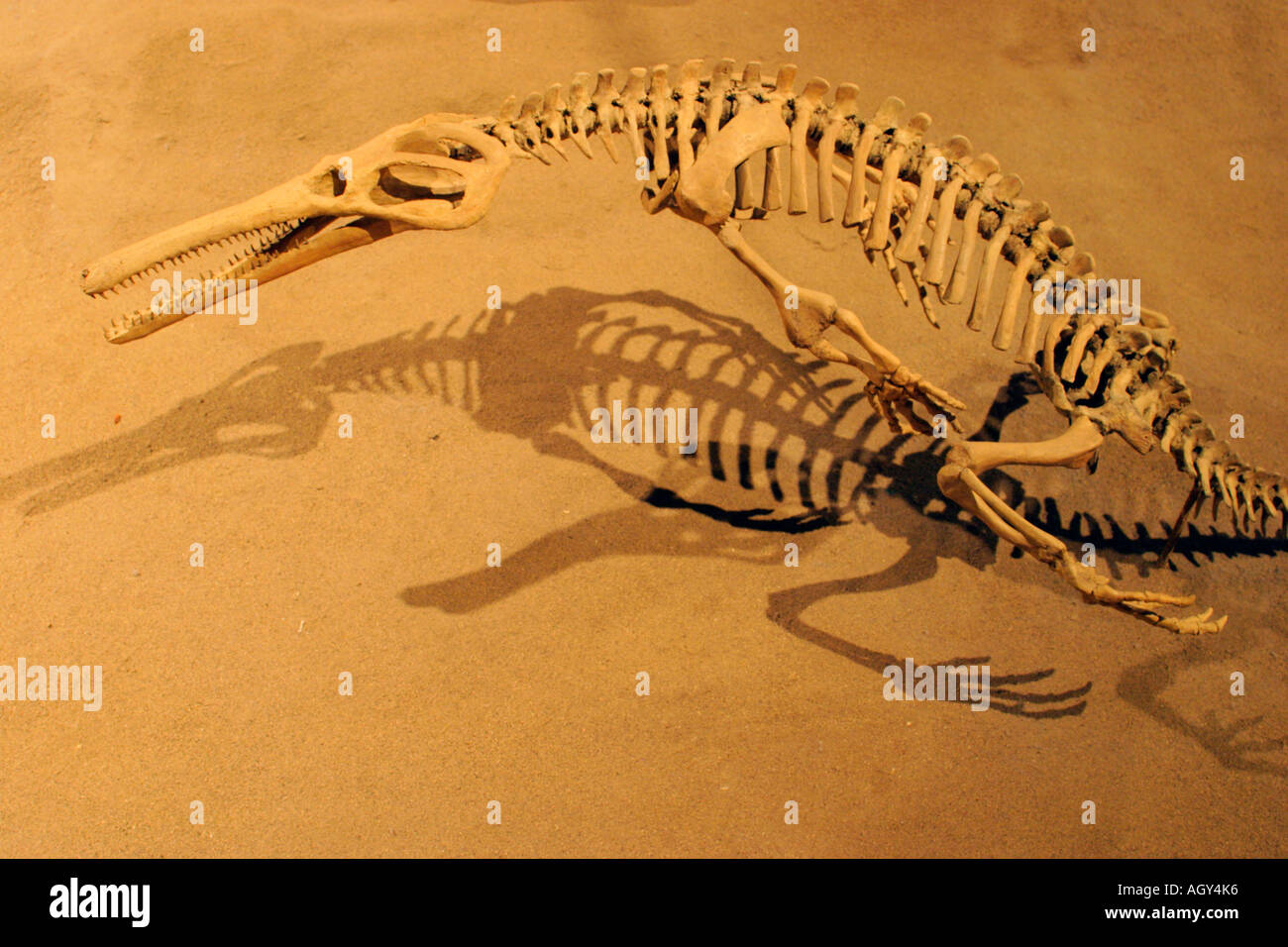 Ritratto di lifesize replica del dinosauro Champosaurus Royal Tyrrell Museum Drumheller Alberta Canada Foto Stock