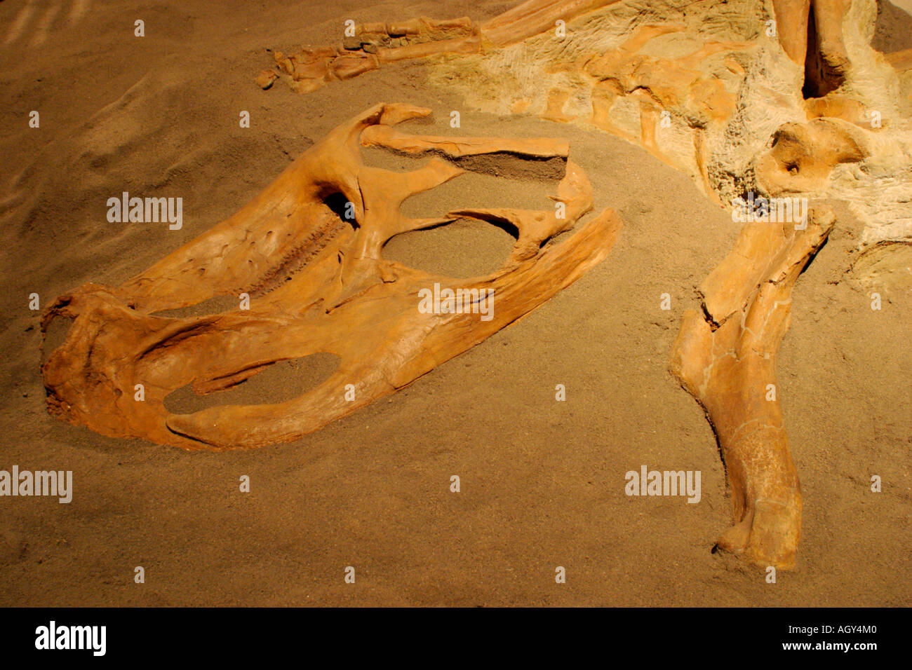 Primo piano di resti fossili di dinosauro Brachylophosaurus Royal Tyrrell Museum Drumheller Alberta Canada Foto Stock