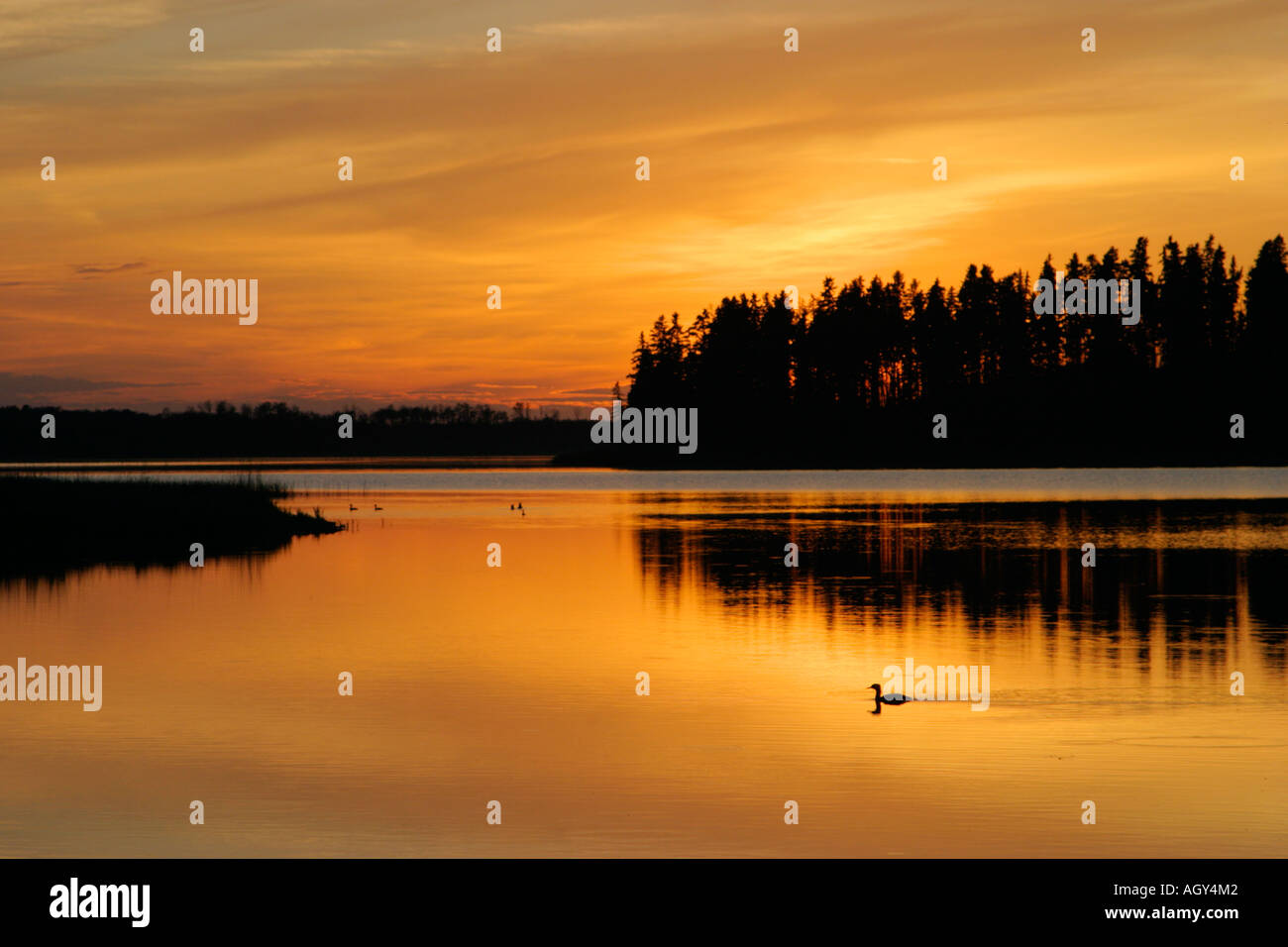 Collo rosso svasso stagliano sul lago Astotin al tramonto Elk Island National Park nello stato di Alberta in Canada Foto Stock