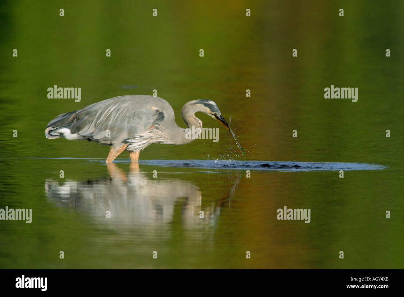Prehistoric Hunter Immagini & Prehistoric Hunter Fotos Stock Alamy Airone blu la pesca di prede in laguna Victoria British Columbia Canada Immagini Stock
