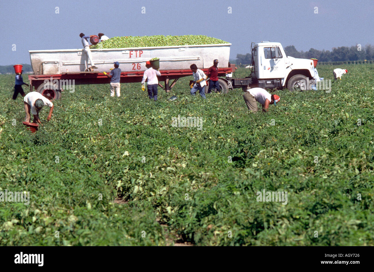 Messicano lavoratore migrante raccoglie i pomodori Ruskin Florida Foto Stock