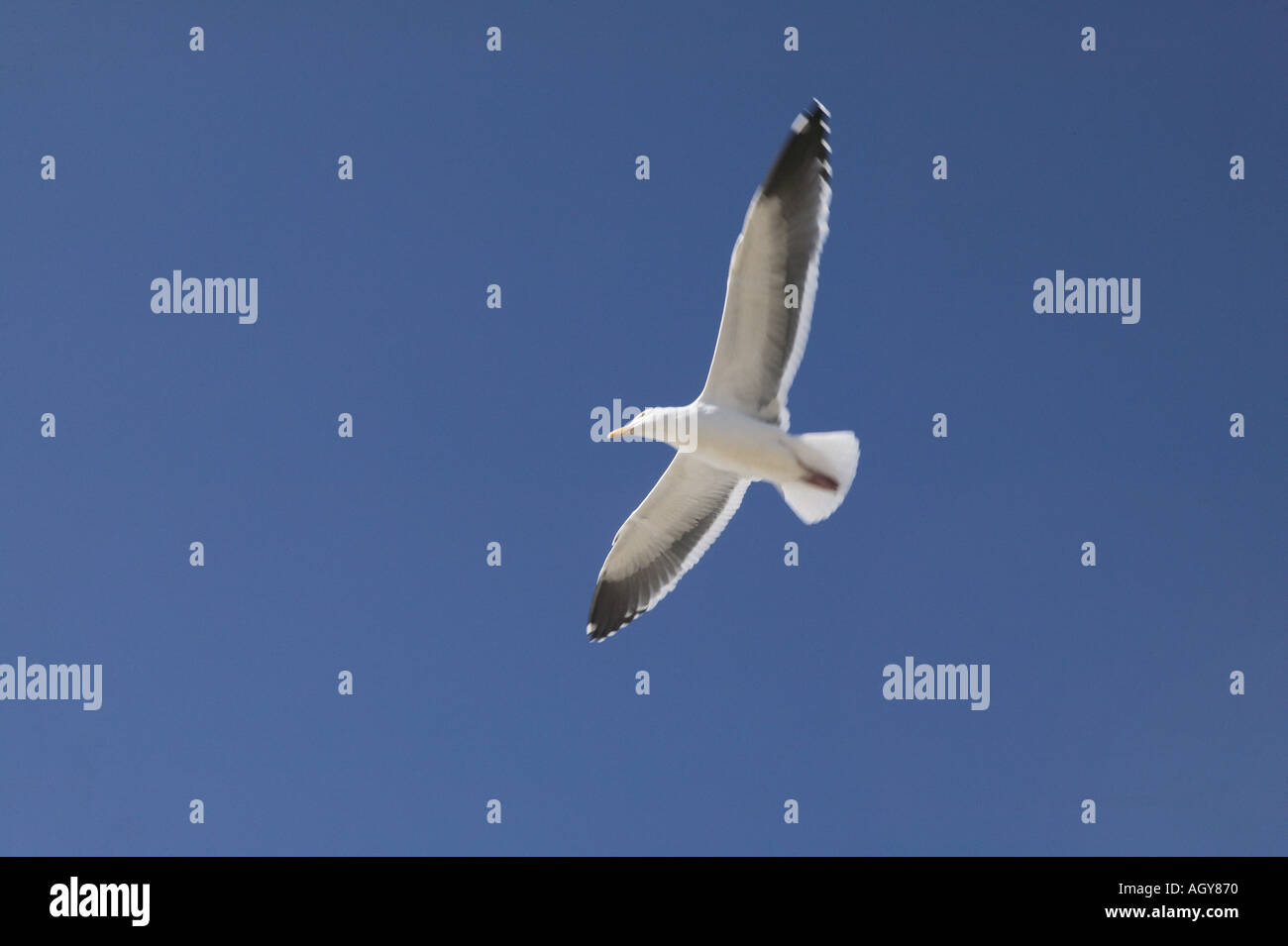 Seagull volare da soli nel cielo blu Foto Stock