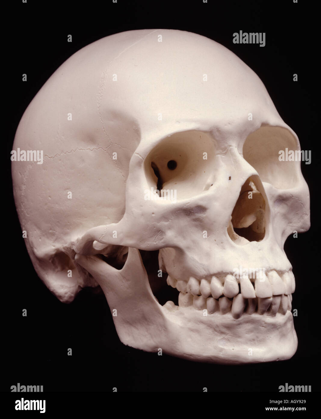 Cranio umano 1 Foto Stock