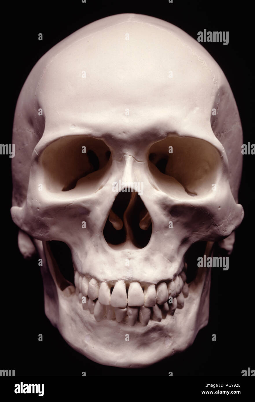 Cranio umano dritto Foto Stock