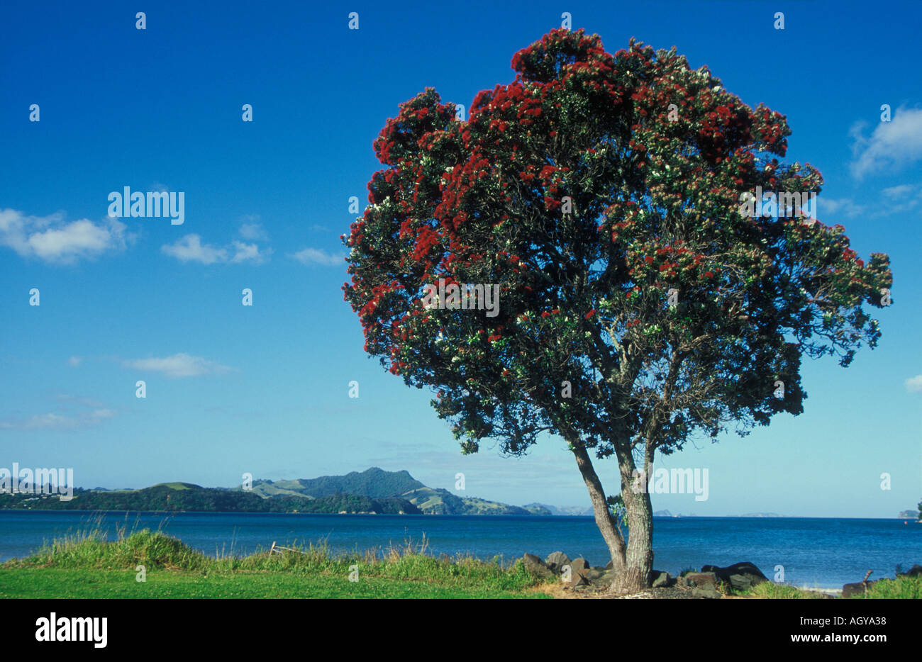 Pohutakawa è la Nuova Zelanda albero di Natale che fiorisce la sua scarlet fiori nel dicembre del Coromandel Isola del nord della Nuova Zelanda Foto Stock