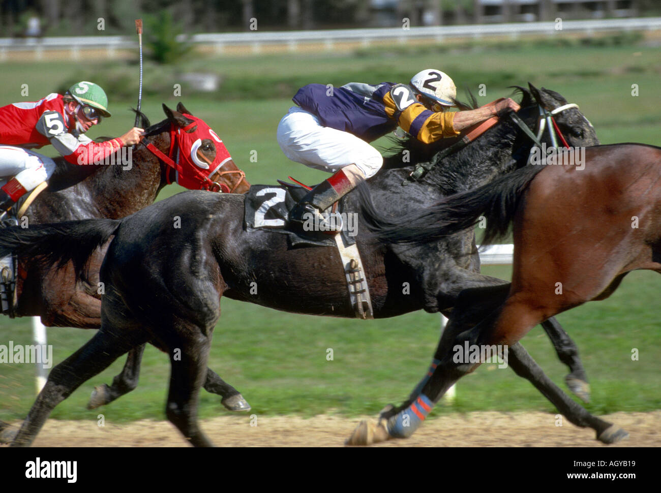 Corse di cavalli purosangue Tampa Bay Downs Florida FL Tampa Foto Stock