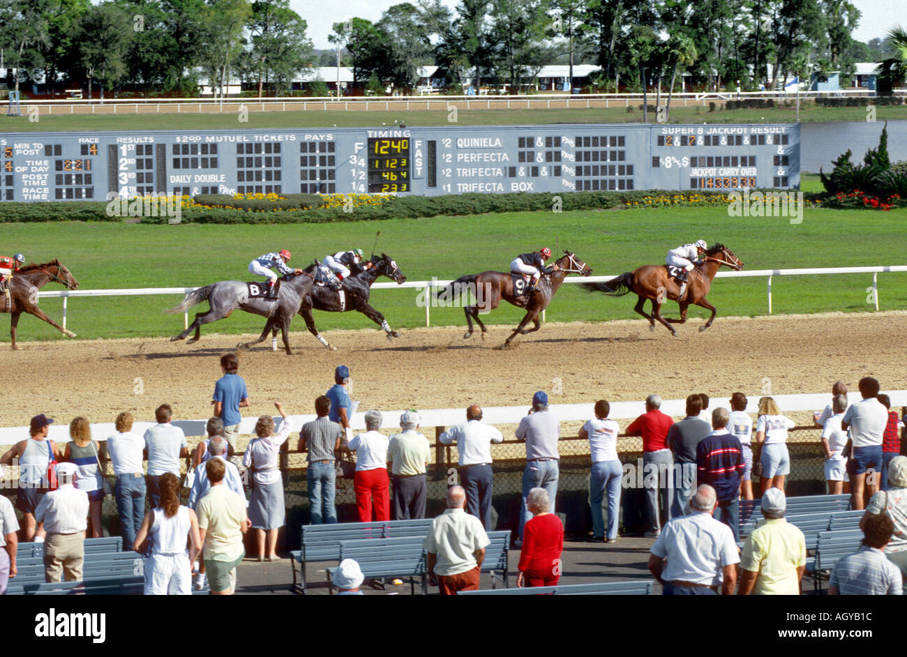 Corse di cavalli purosangue Tampa Bay Downs Florida FL Tampa Foto Stock
