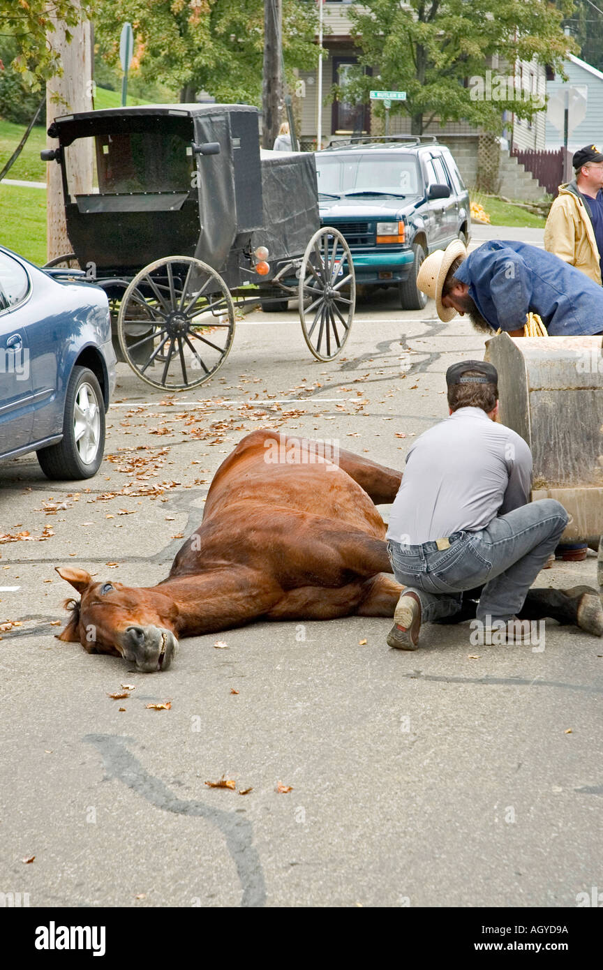 Vita Amish in Millersburg e Sugar Creek Isoloni County Ohio cavallo morto dopo lo scivolamento e la caduta e la rottura del collo Foto Stock