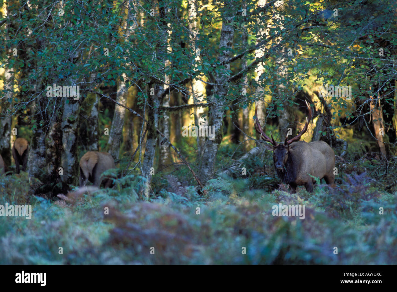 Roosevelt elk Cervus elaphus mandria nella foresta pluviale del Parco Nazionale di Olympic Olympic Peninsula Washington Foto Stock