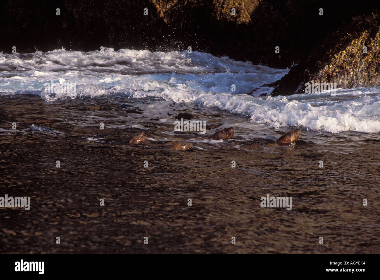 Steller Sea Lion Eumetopias jubatus nuoto nella Risurrezione Bay Chiswell Isole National Marine Sanctuary Kenai Alaska Foto Stock