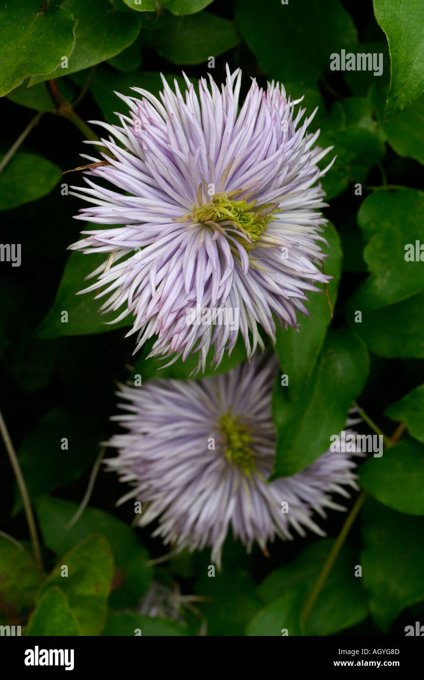 La clematide Crystal fontana vecchia le teste dei fiori, senza i petali di grandi dimensioni Foto Stock
