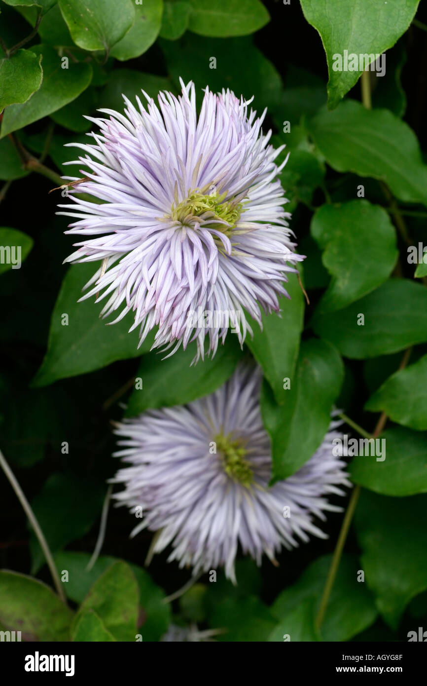 Clematis Fontana di cristallo Foto Stock