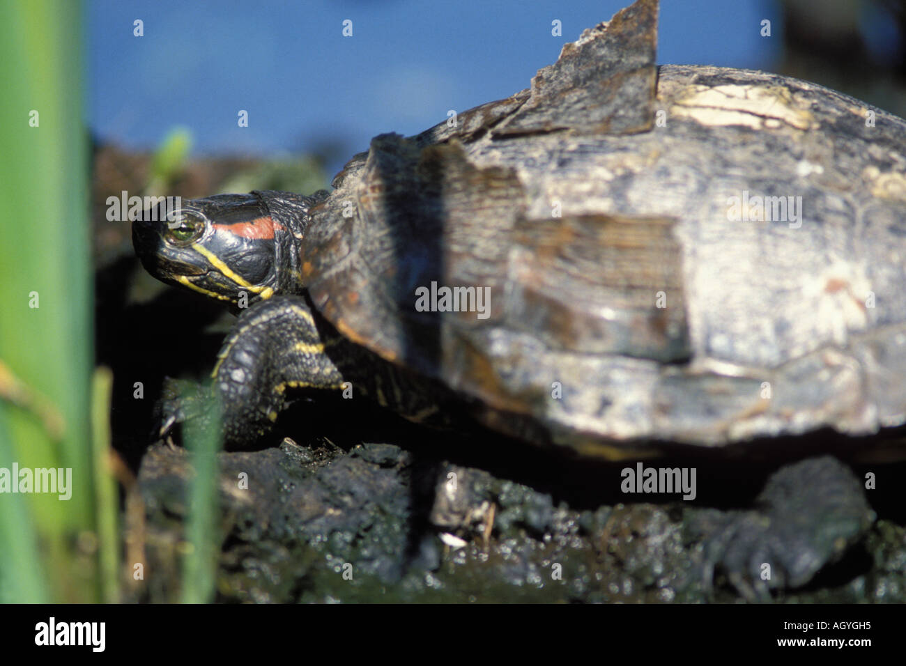 Dipinto di turtle Chrysemys picta su un log in il Lago Washington Seattle Washington Foto Stock