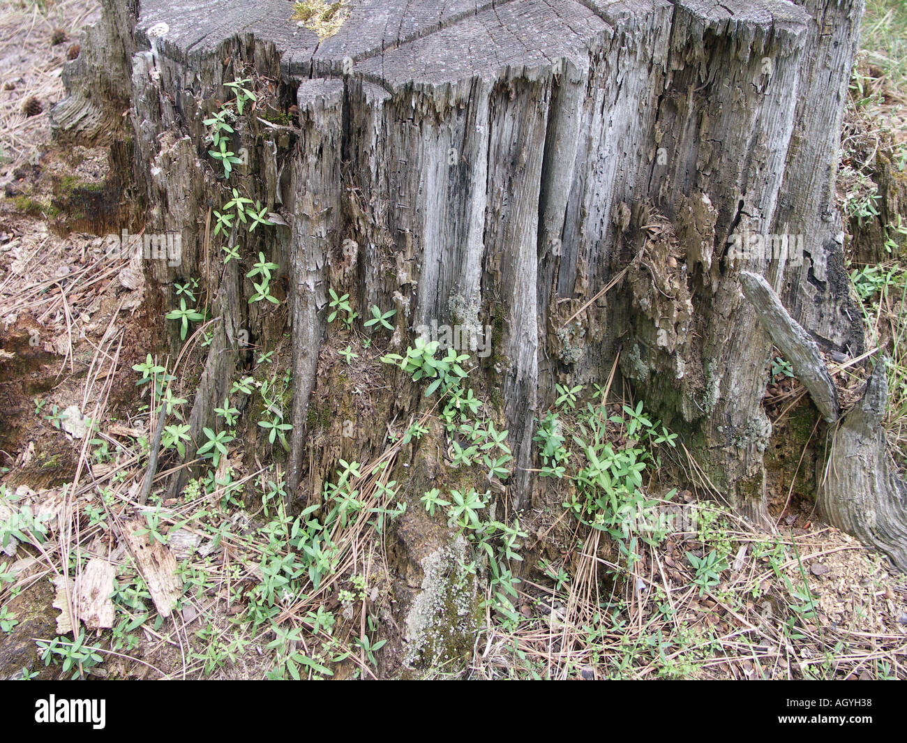 Vecchio albero moncone con nuova vita Foto Stock