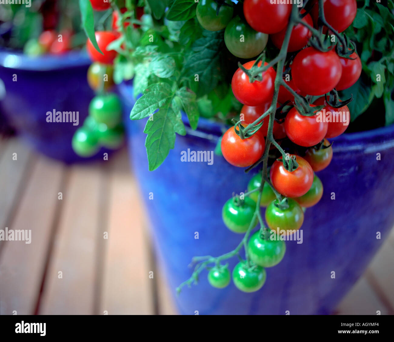 Close up dettaglio di pomodori rossi crescono su decking giardino sul tetto in blu vasi per piante Foto Stock