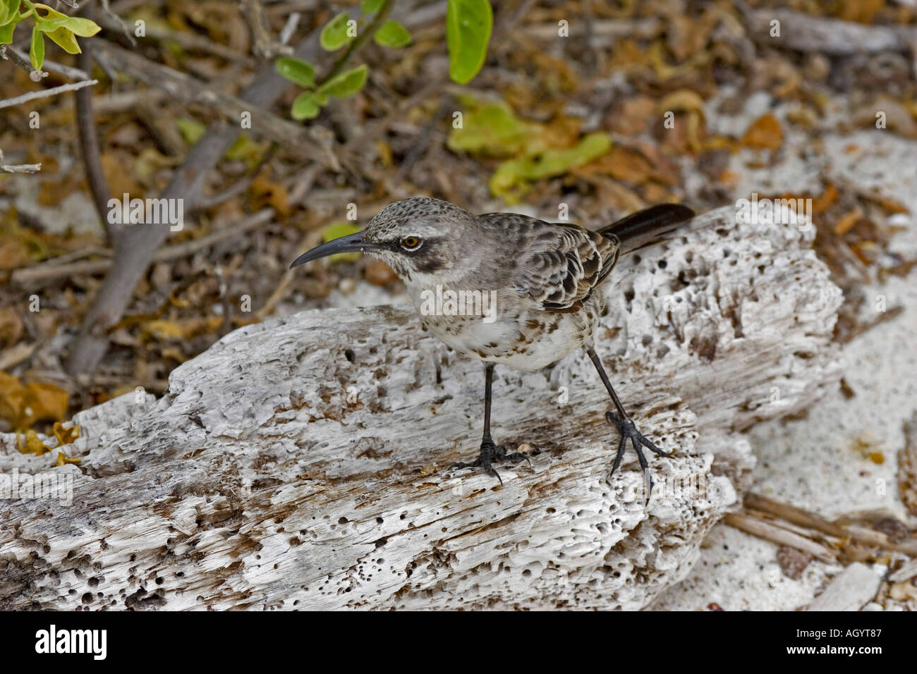 Il cofano Mockingbird Nesomimus macdonaldi Galapagos Isola Espanola Baia Gardner Foto Stock