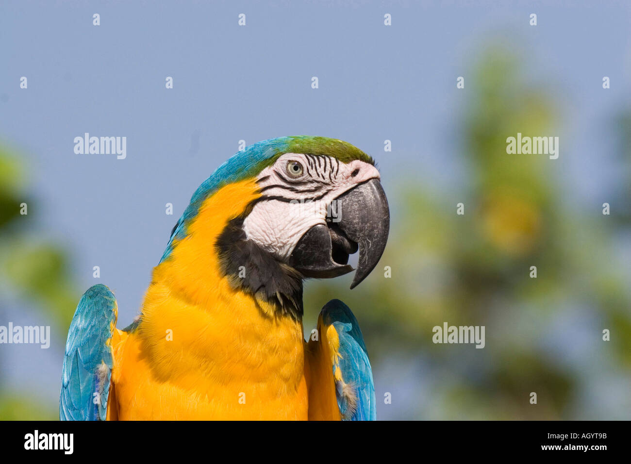 Blue giallo Macaw Ara ararauna ritratto di testa pappagallo uccelli Uccelli America del sud Foto Stock