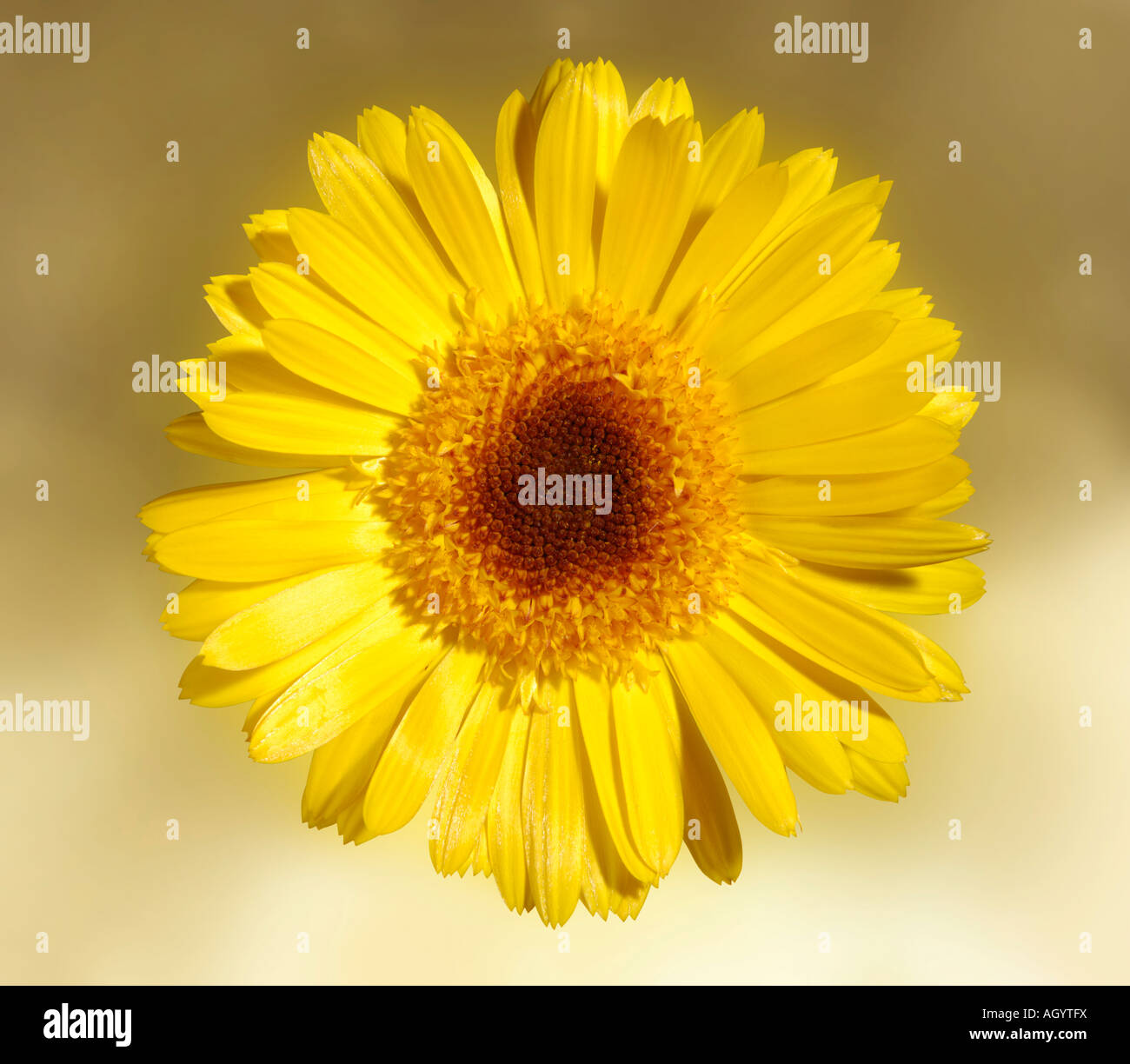 Giallo tipo daisy flower Foto Stock