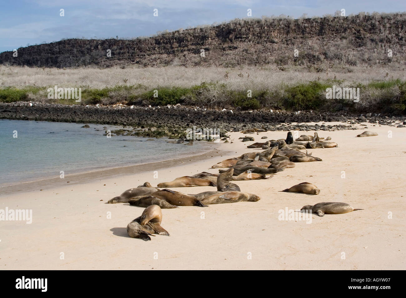 Le Galapagos Sea Lion Zalophus californianus wollebacki gruppo sulla spiaggia su Sante Fe isola Foto Stock