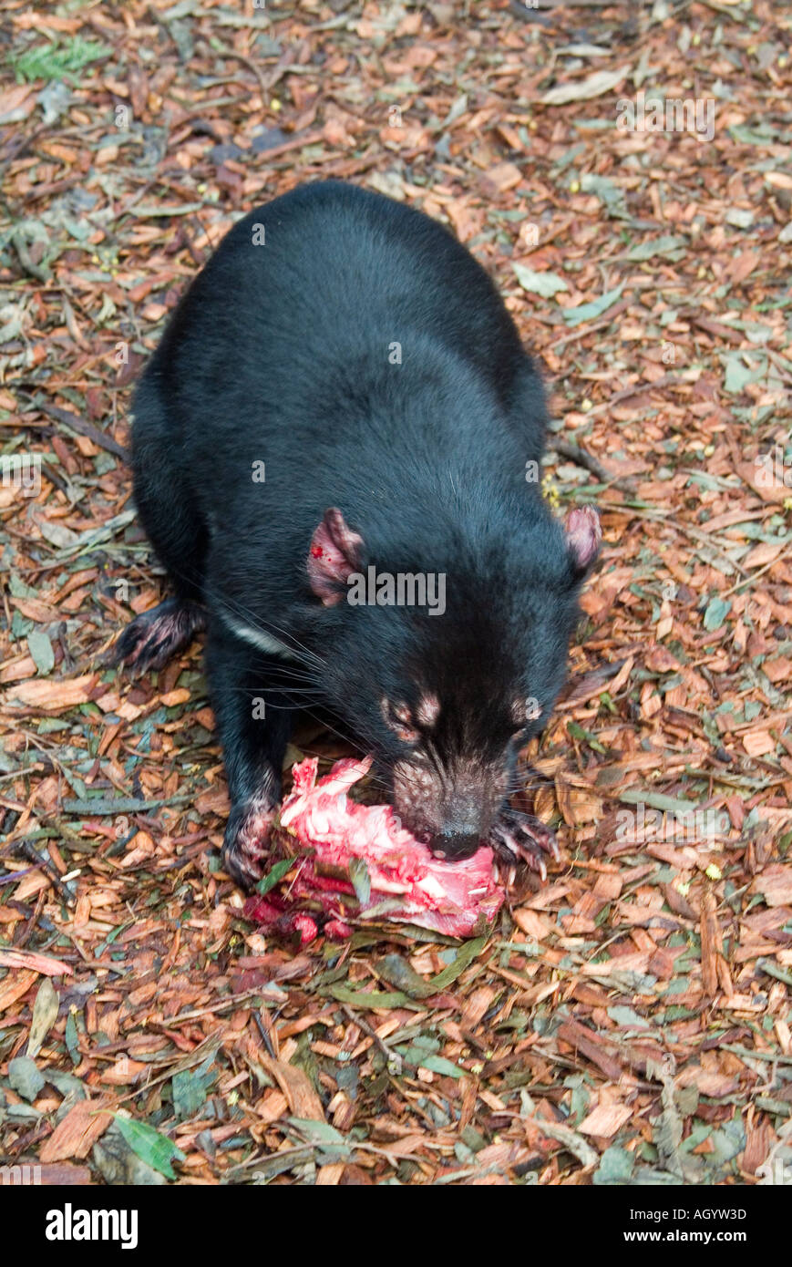 Diavolo della Tasmania Sarcophilus Harrisii wallaby mangiare carne Foto Stock