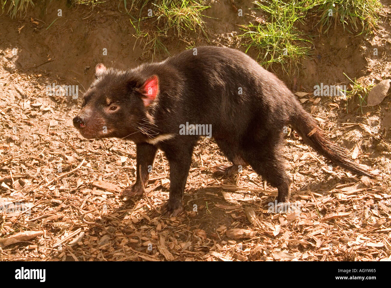 Il diavolo della Tasmania è attualmente in pericolo a causa della malattia del tumore facciale del diavolo Foto Stock