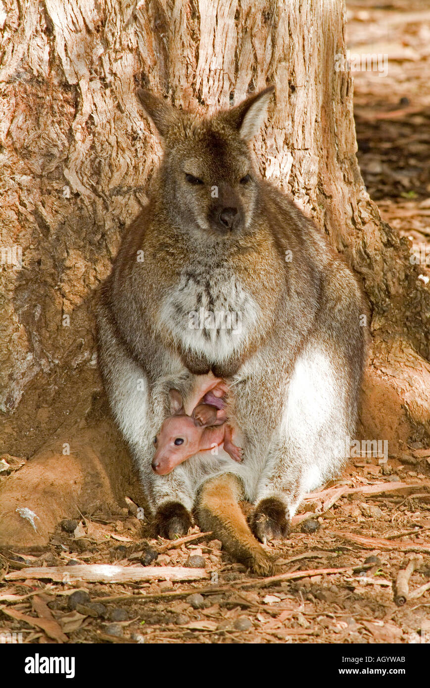 Un rosso della Tasmania colli Bennetts Wallaby Wallaby Macropus rufogriseus con un giovanissimo joey nella custodia Foto Stock