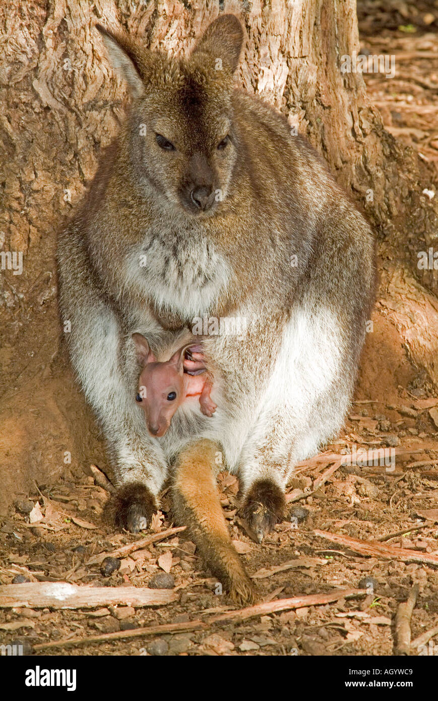 Un rosso della Tasmania colli Bennetts Wallaby Wallaby Macropus rufogriseus con un giovanissimo joey nella custodia Foto Stock