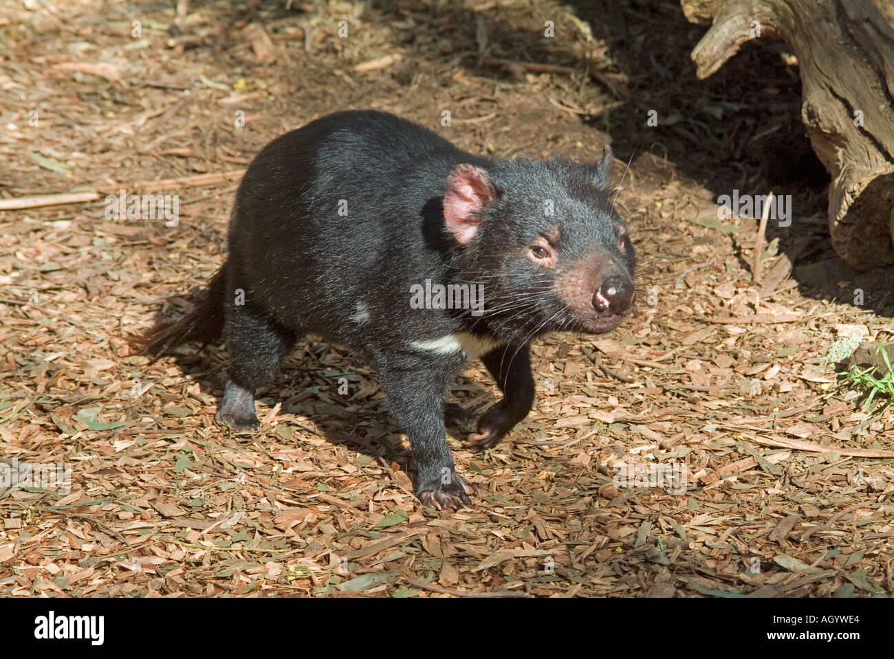 Diavolo della Tasmania Sarcophilus Harrisii Foto Stock