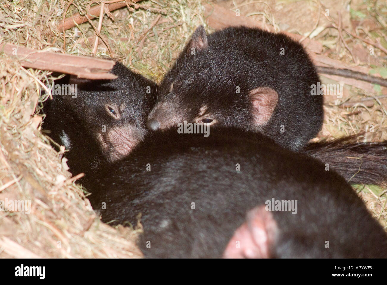Una coppia di diavoli della Tasmania cuccioli Sarcophilus Harrisii rannicchiò giù in un nido dietro di loro madre Foto Stock