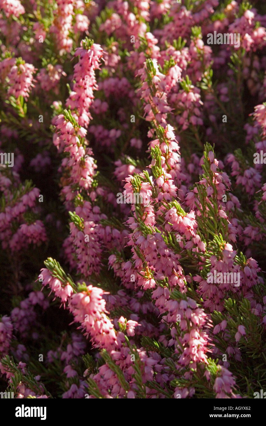 Erica vagans var onorevole D F Maxwell Foto Stock