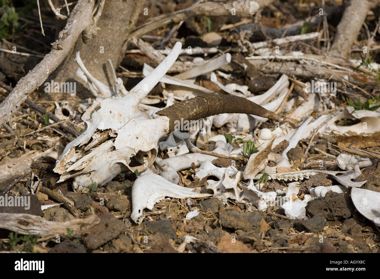 Capra sono un grave problema in isole Galapagos in molti dell'isola sono essendo scattato Foto Stock