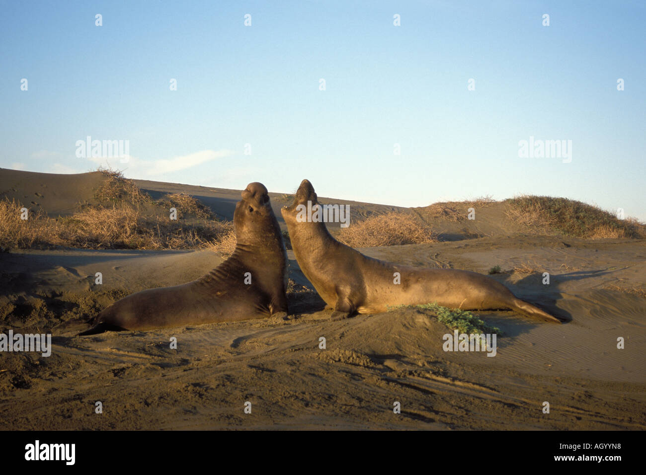 Northern guarnizione di elefante Mirounga angustirostris due tori lotta su una duna di sabbia a sunrise San Simeon California settentrionale Foto Stock