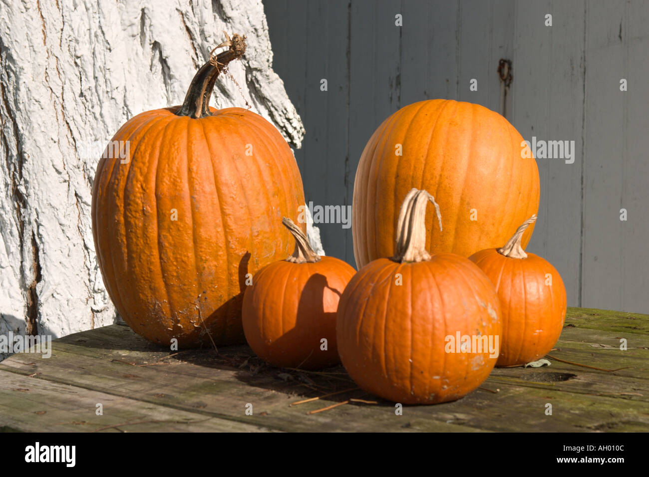 Le zucche su una fattoria Amish in Lancaster County Pennsylvania, STATI UNITI D'AMERICA Foto Stock