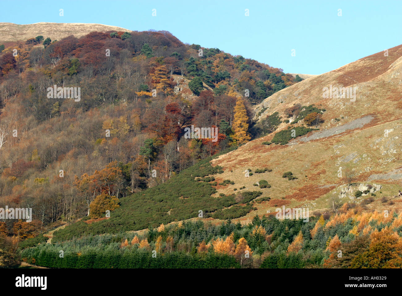 La bellissima Ochil Hills vicino Blairlogie Stirlingshire Scozia fotografati nella loro gloria di autunno Foto Stock