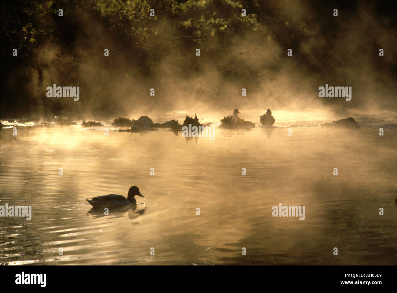 Anatre in un flusso di vapore che saliva dall'acqua in un freddo inverno mattina Foto Stock