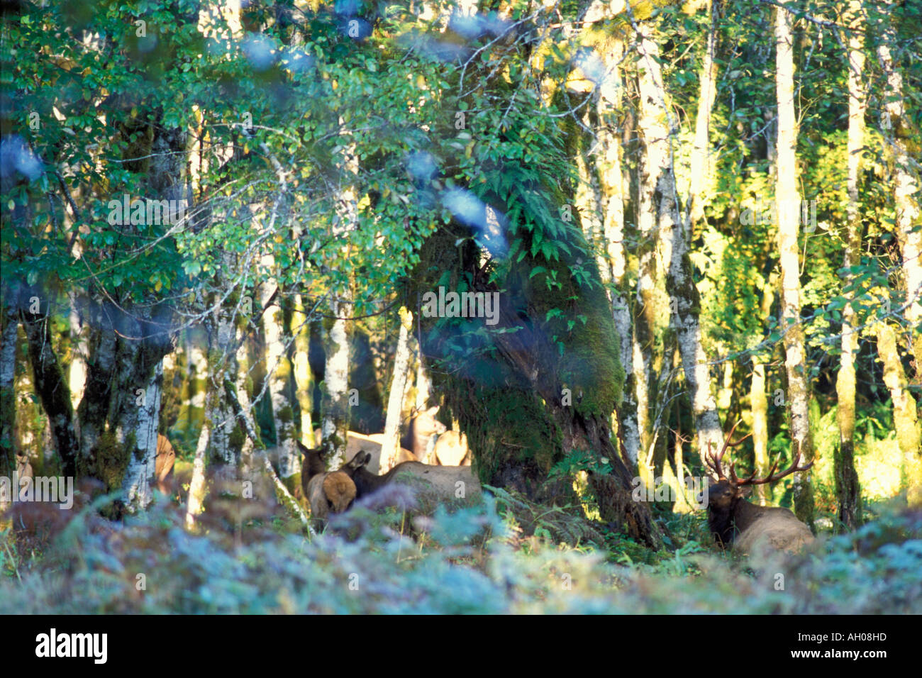 Roosevelt elk Cervus elaphus mandria nella foresta pluviale del Parco Nazionale di Olympic Olympic Peninsula Washington Foto Stock