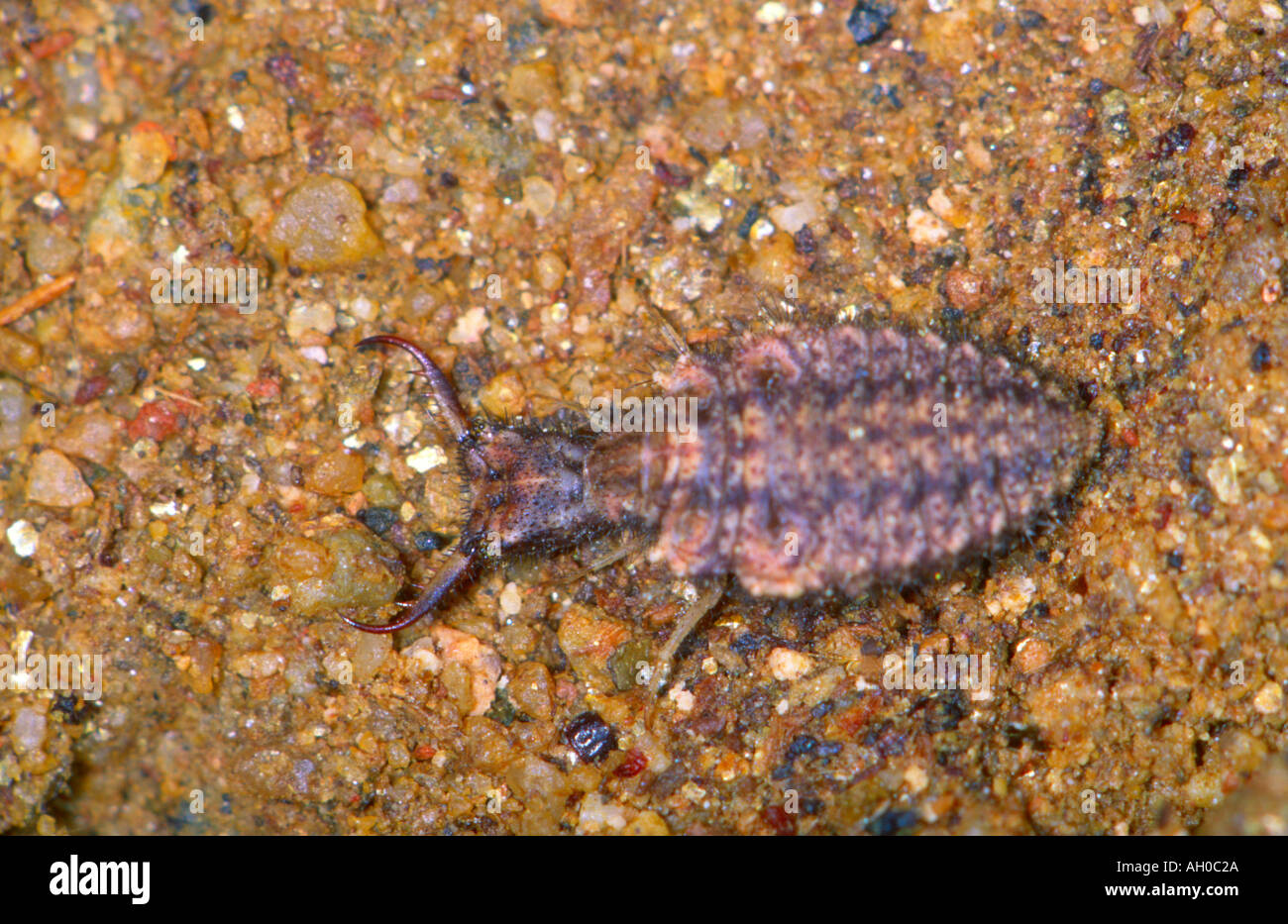 Ant-lion, Famiglia Myrmeleonidae. Larva sul terreno Foto Stock