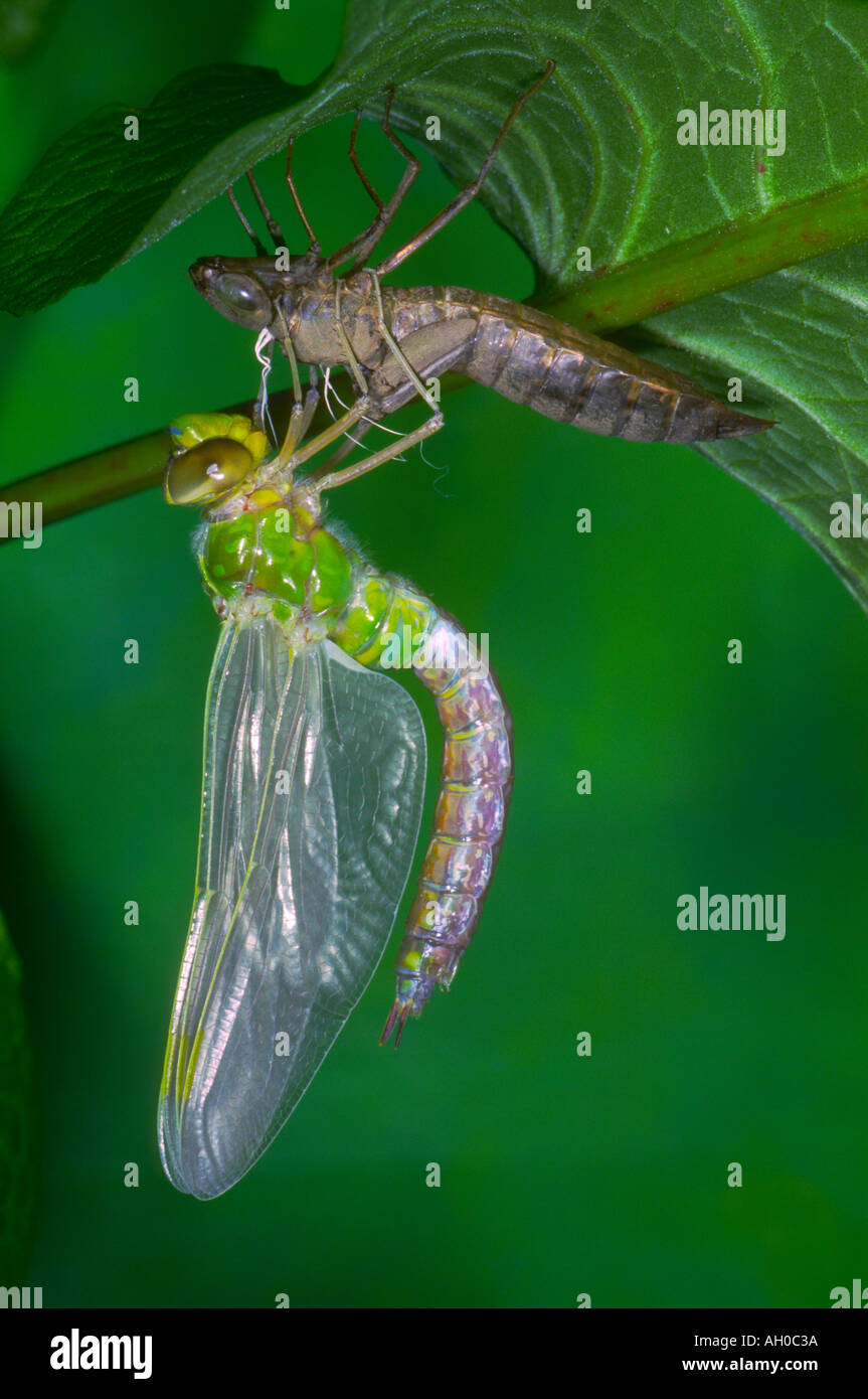 L'imperatore libellula, Anax imperator. La metamorfosi. Serie 9 di 9 Foto Stock