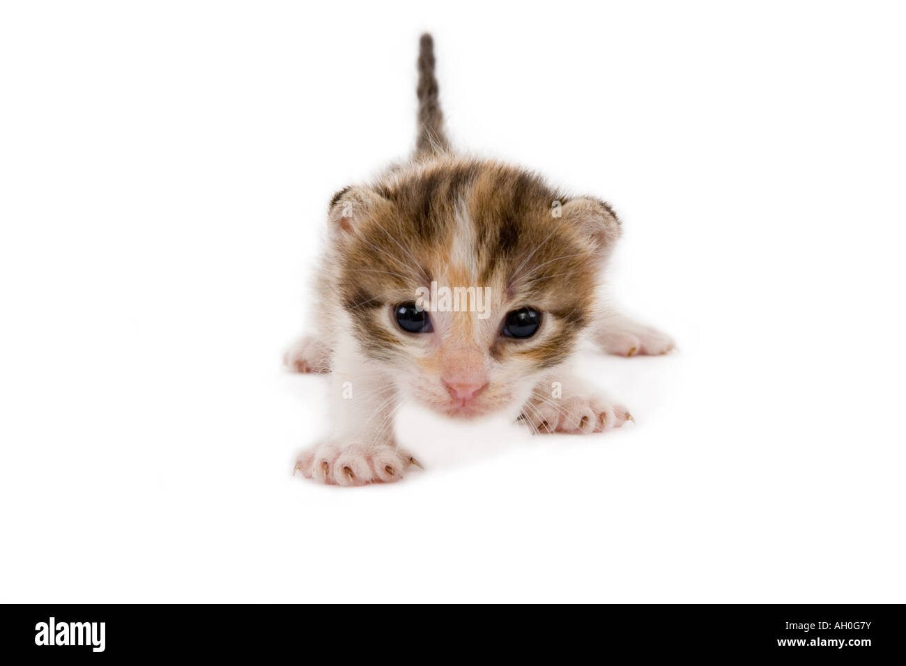 3 settimane striped kitten isolato Foto Stock
