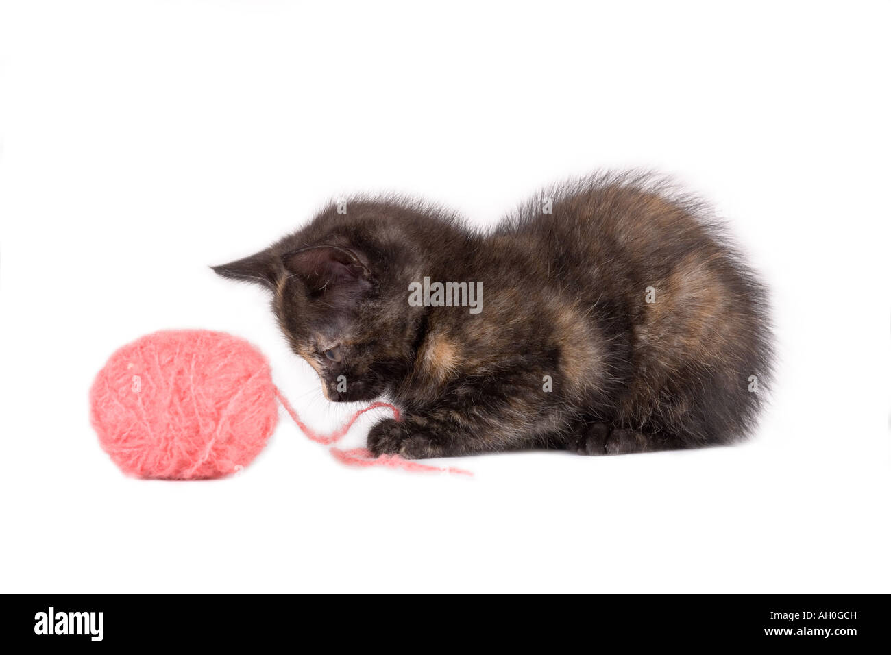 Macchie gattino gioca con una palla di filo Foto Stock
