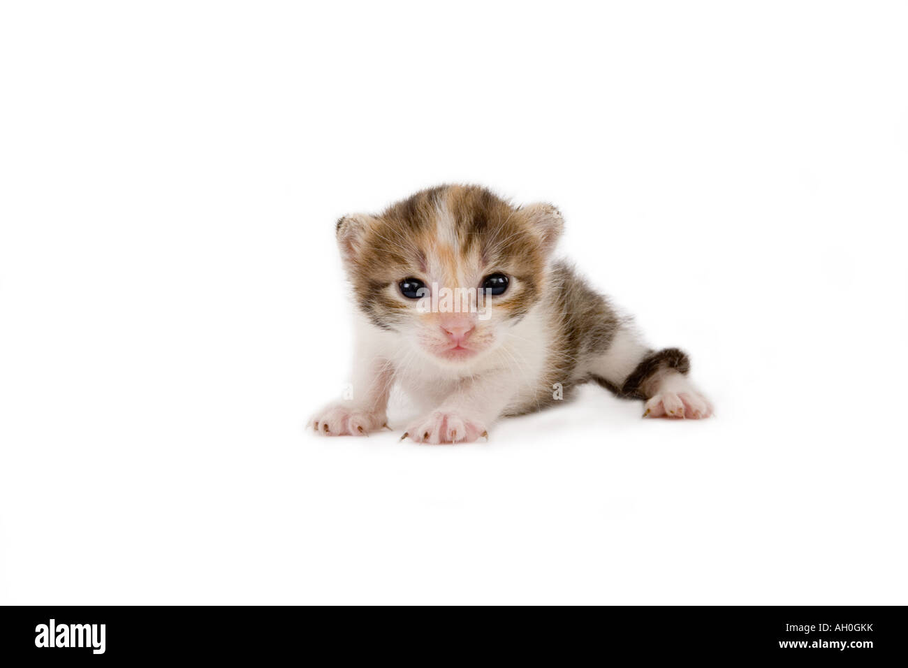 3 settimane striped kitten isolato Foto Stock