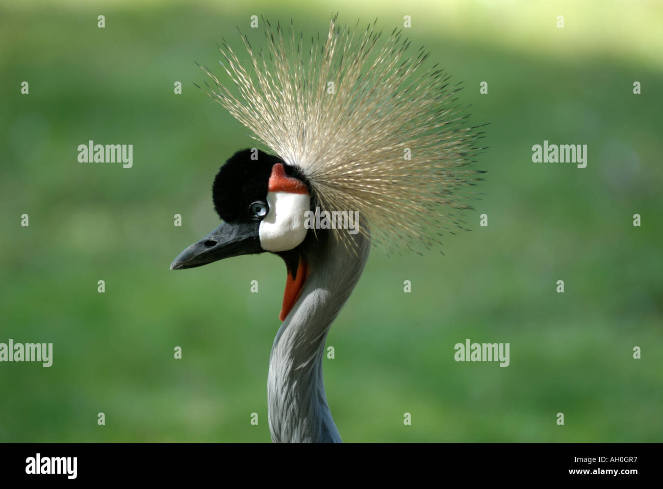 Oriente Afrikan Crowned Crane BALAERICA REGULORUM. Eskilstuna Zoo in Svezia Foto Stock