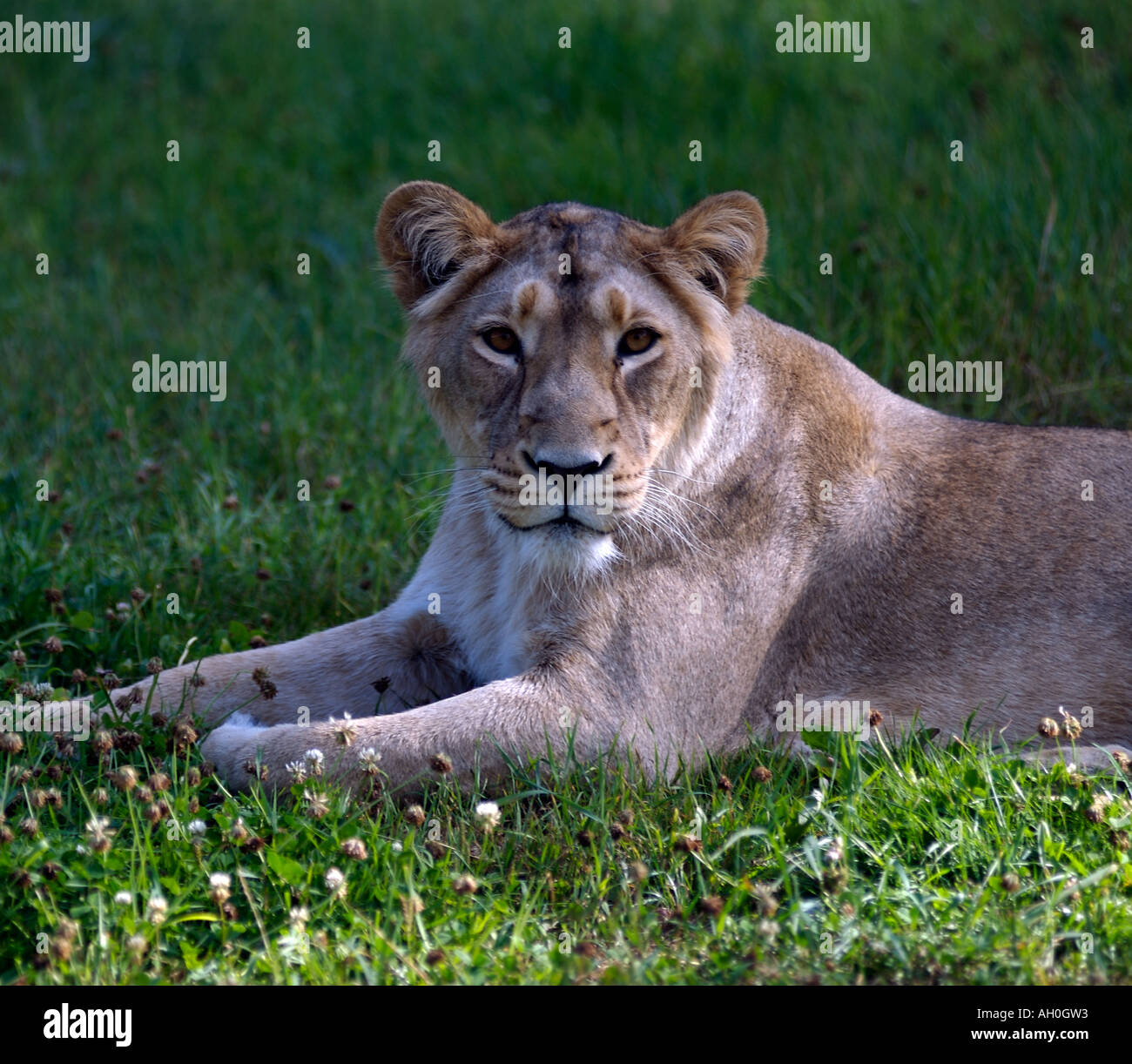 Asian lion Panthera leo persica. Eskilstuna Zoo in Svezia Foto Stock