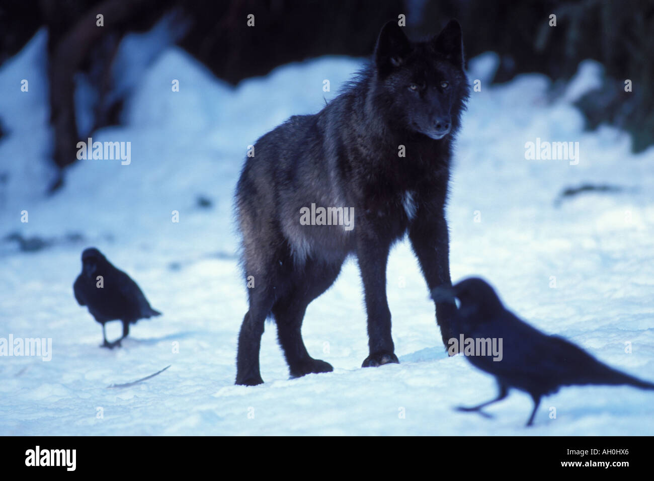 Lupo Canis lupus femmina con un mantello nero e comune Corvo imperiale Corvus corax Takshanuk montagne del Nord Alaska sudorientale Foto Stock