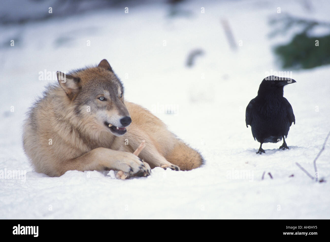 Lupo Canis lupus alimentazione comune e Corvo imperiale Corvus corax nelle colline ai piedi delle montagne Takshanuk Alaska Foto Stock